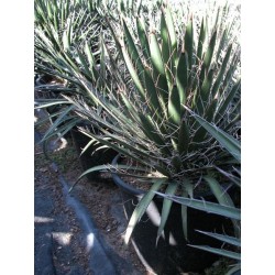 Yucca Filifera
