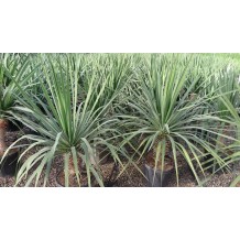 Dracaena drago (Dragonnier)
