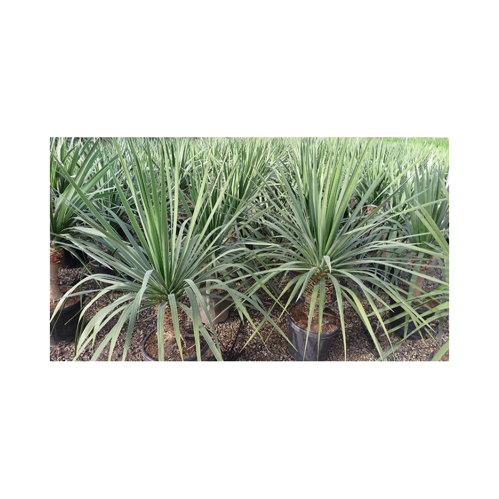 Dracaena drago (Dragonnier)