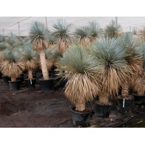 Yucca Rostrata