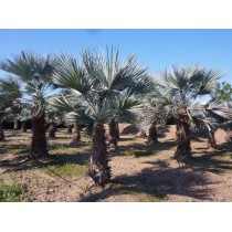 Brahea nitida (calcarea)