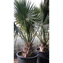 Sabal Bermudana (Sabal des Bermudes)