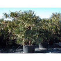 Chamaerops Humilis