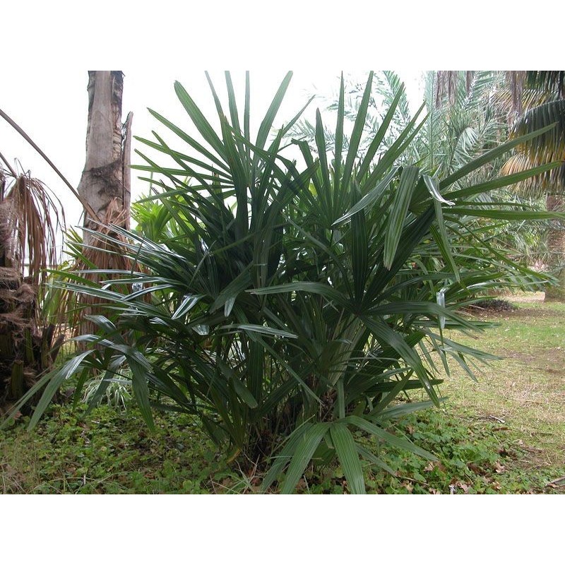 Rhapidophyllum hystrix