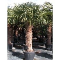 Trachycarpus Fortunei