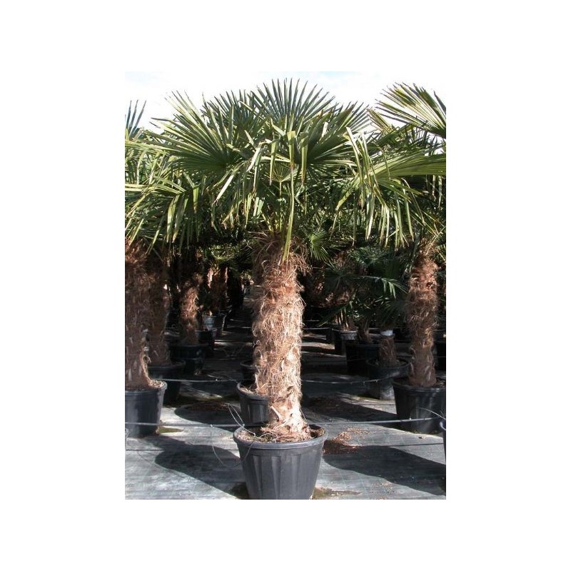 Trachycarpus Fortunei