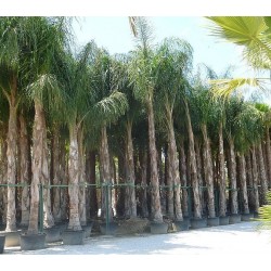 Syagrus romanzoffiana (palmier plumeux)