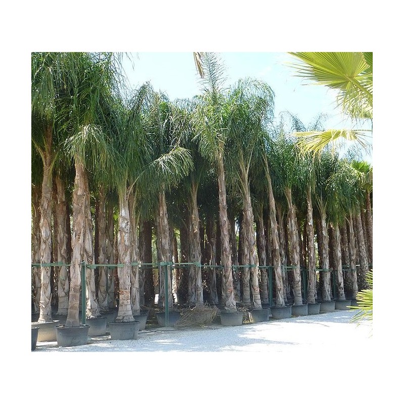 Syagrus romanzoffiana (palmier plumeux)