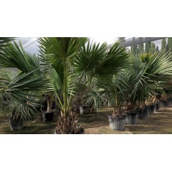 Sabal palmetto (Palmier de Floride)