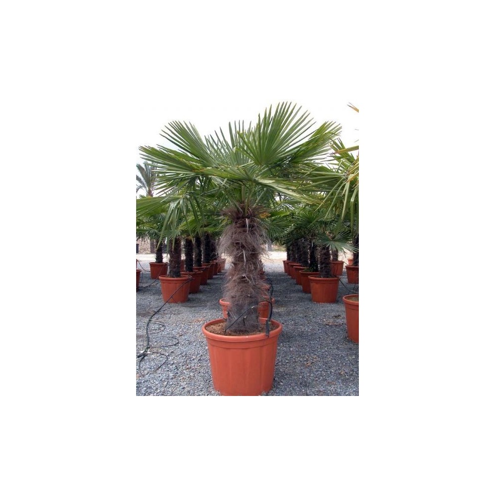 Trachycarpus Fortunei