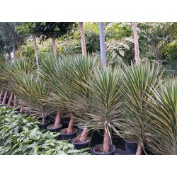 Yucca Aloifolia Variegata