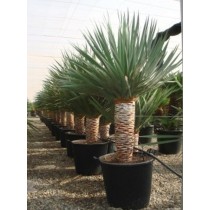 Dracaena drago (Dragonnier)