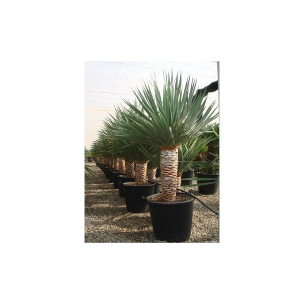 Dracaena drago (Dragonnier)