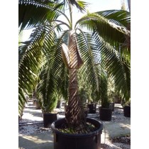 Dictyosperma album