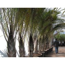 Dypsis decaryi