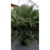 Chamaerops humilis vulcano