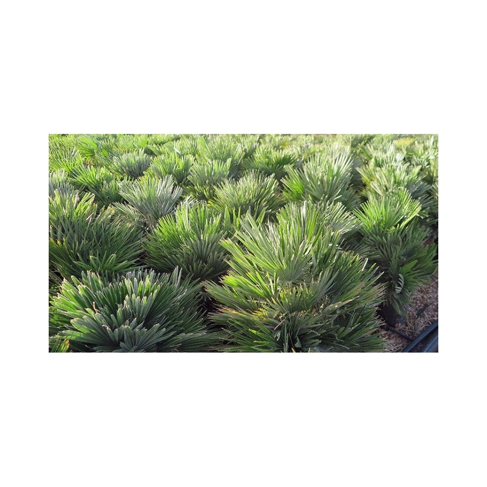 Chamaerops humilis vulcano Chamaerops humilis vulcano
