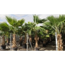 Pritchardia hillebrandii