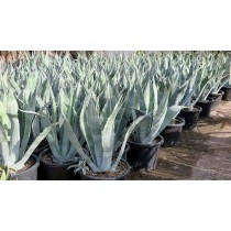 Agave americana