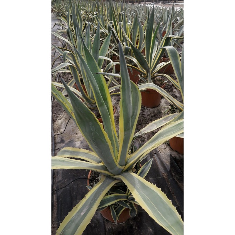 Agave americana variegata