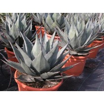 Agave havardiana