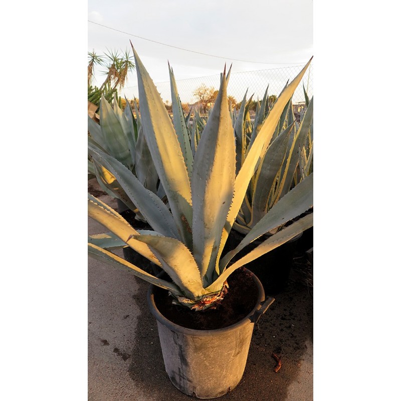 Agave winteriana