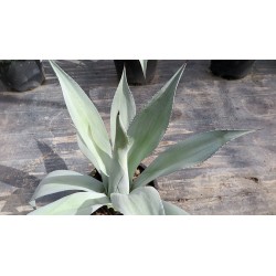 Agave winteriana