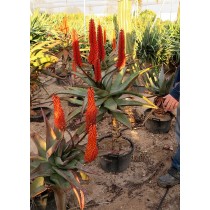 Aloe Ferox