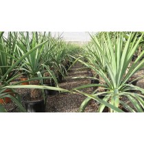 Beschorneria yuccoides