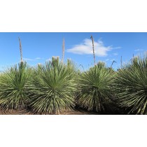 Dasylirion serratifolium