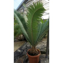 Dioon mejiae