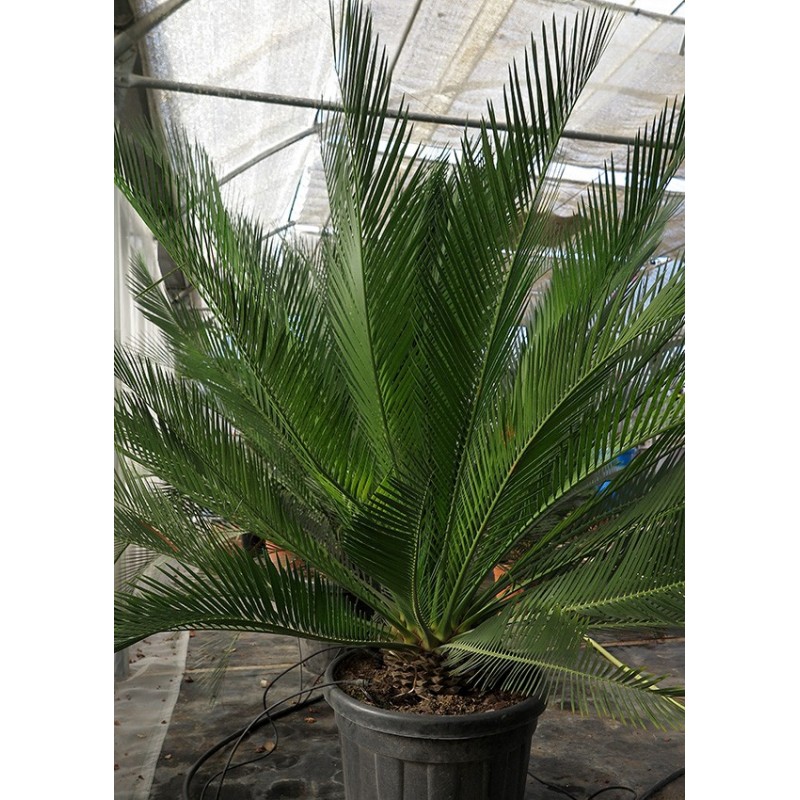 Macrozamia communis