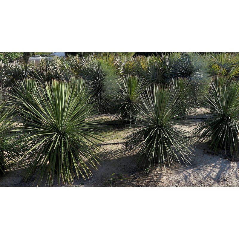 Yucca queretaroensis x