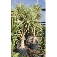 Yucca elephantipes jewel