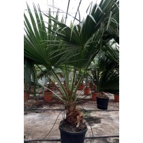 Brahea edulis - Palmiers du Monde