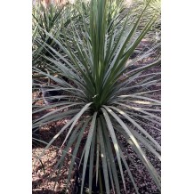 Cordyline australis - Palmiers du Monde