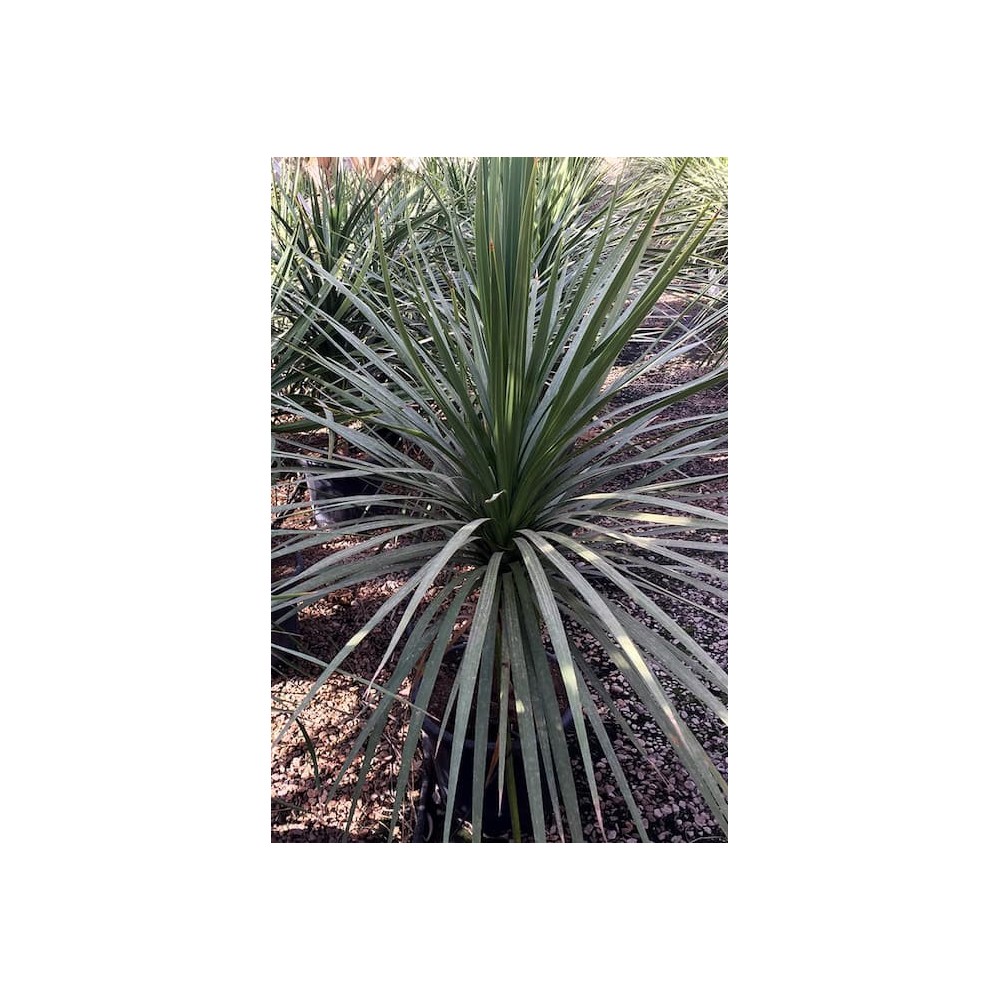 Cordyline australis - Palmiers du Monde