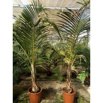 Hyophorbe verschaffeltii - Palmiers du Monde