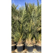 Phoenix dactylifera (palmier dattier) - Palmiers du Monde