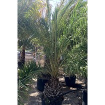 Phoenix sylvestris - Palmiers du Monde