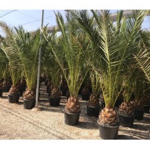 Phoenix canariensis - Palmiers du Monde