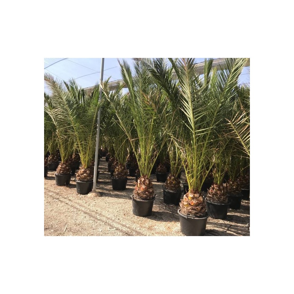 Phoenix canariensis - Palmiers du Monde