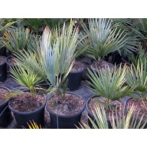 Brahea decumbens