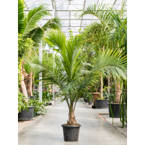 Ravenea rivularis - Palmiers du Monde