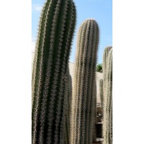 Pachycereus pringlei - Palmiers du Monde