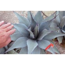 Agave applanata - Palmiers du monde