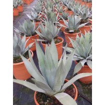 Agave neocernua (neomexicana) - Palmiers du monde