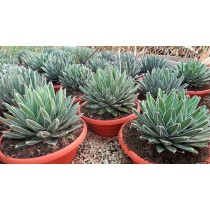 Agave victoria reginae - Palmiers du monde