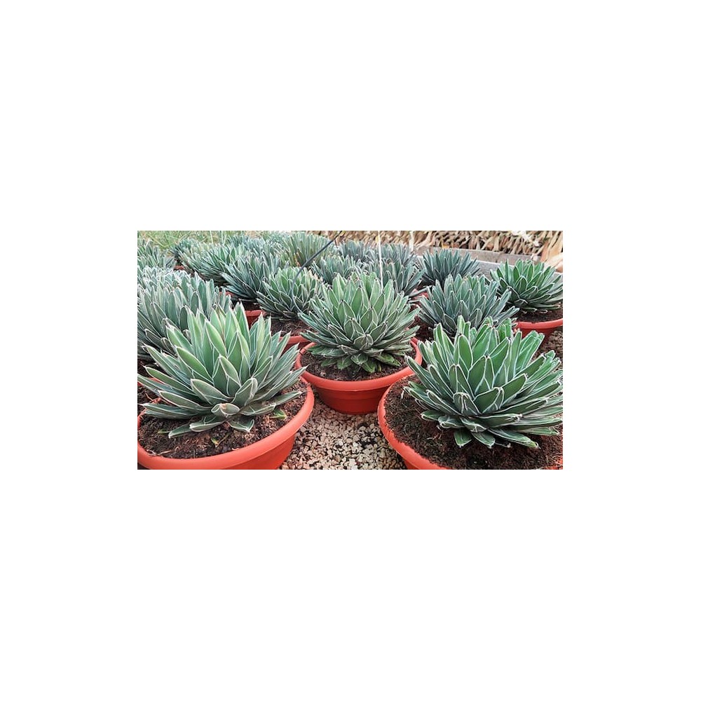 Agave victoria reginae - Palmiers du monde