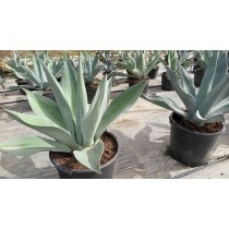 Agave Weberi - Palmiers du monde